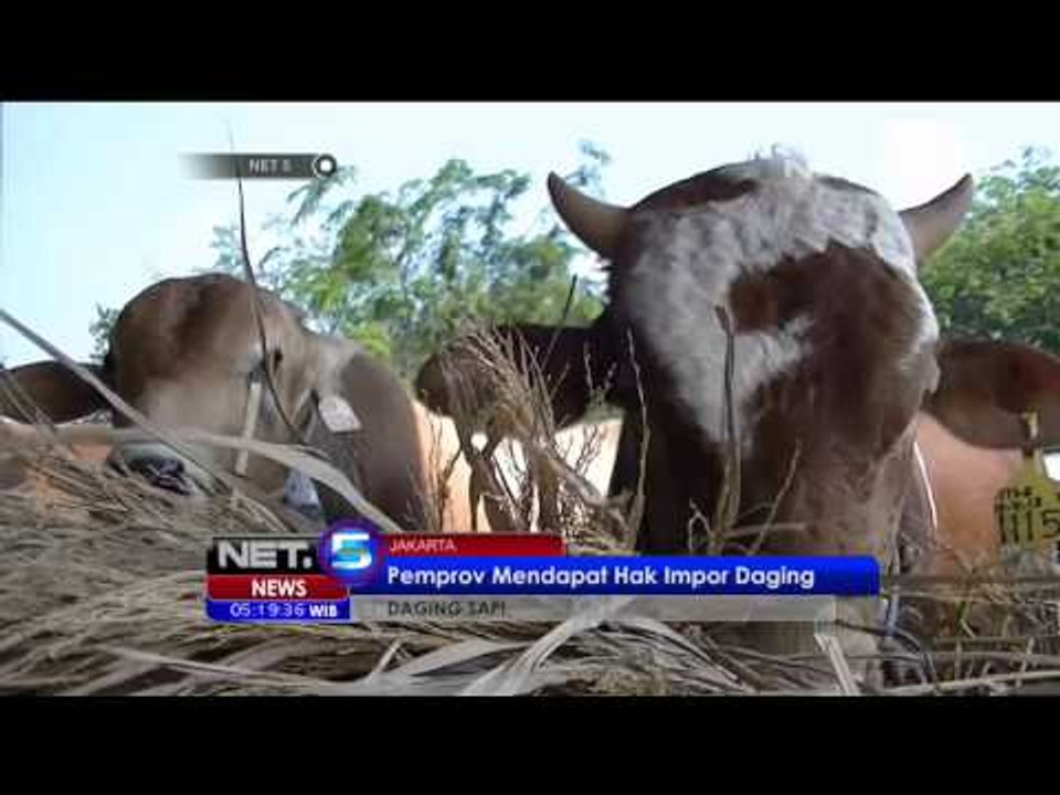 Ahok Dapat Restu Impor Daging Sapi - NET5