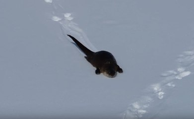 Playful River Otter Captured Sliding on Snow