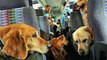 Como nossos animais são transportados no avião | Cachorro no avião | Como viajar de avião com cachorro | cachorro Euro