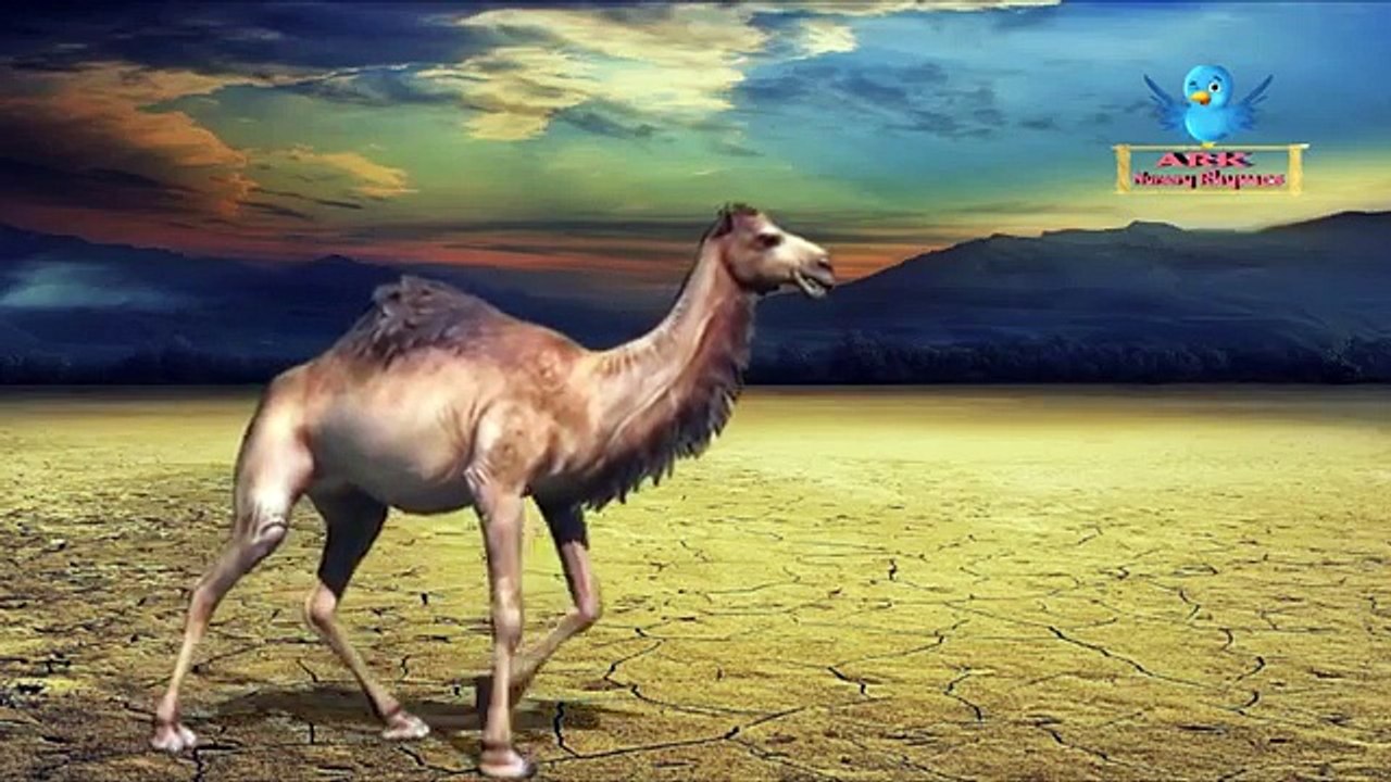 CAMEL Finger Family Song | Buffalo Finger Family Collector Children Nursery Rhymes For Toddler