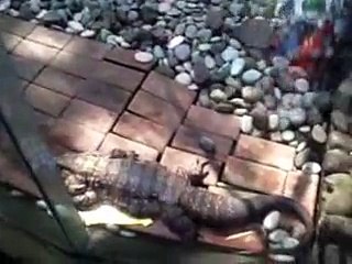 gembira loka lihat biawak Adelio Berani pegang gak..__