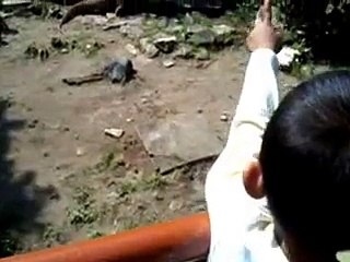 Gembira loka lihat komodo jangan dekat-dekat sangat berbahaya..!!!