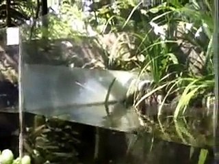 gembira loka lihat kura kura dalam aquarium wuihh.... banyak kura-kuranya .