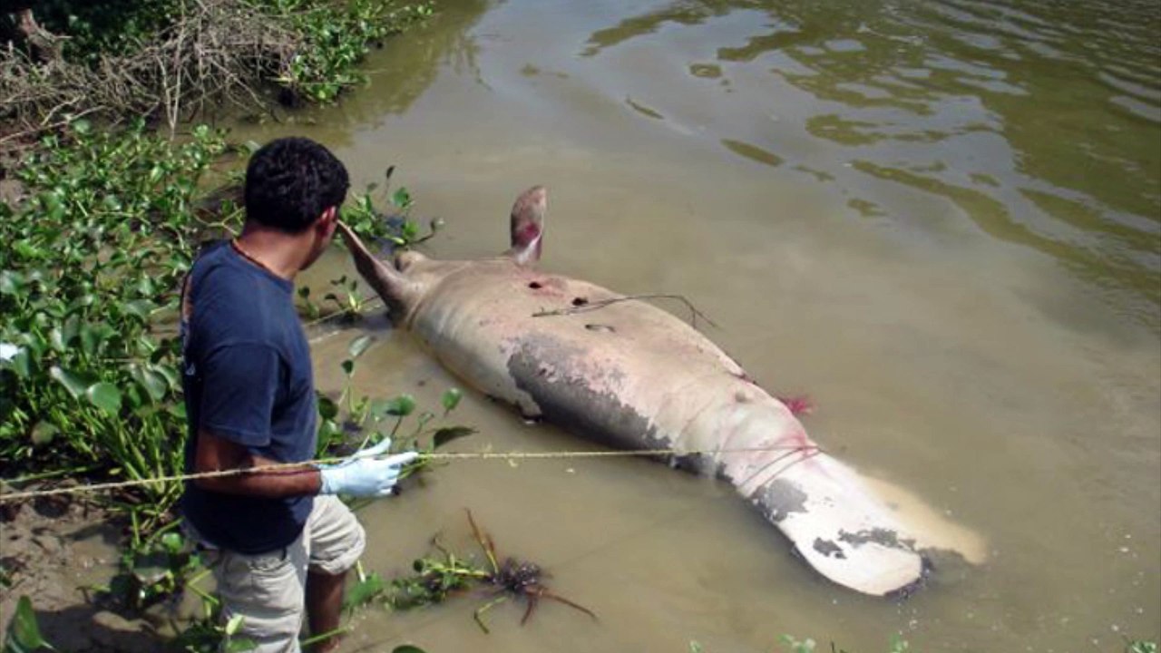 Manatí / Trichechus manatus