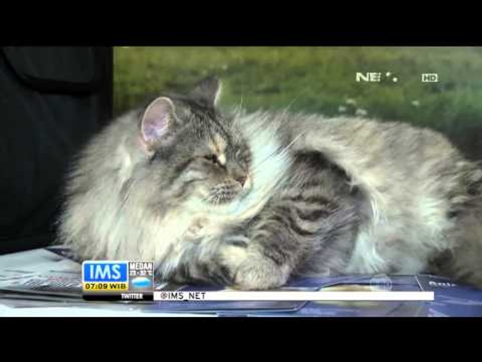 Serba Serbi Kontes Kucing - IMS