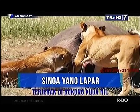 Aksi Lucu Hewan Buas [On The Spot]