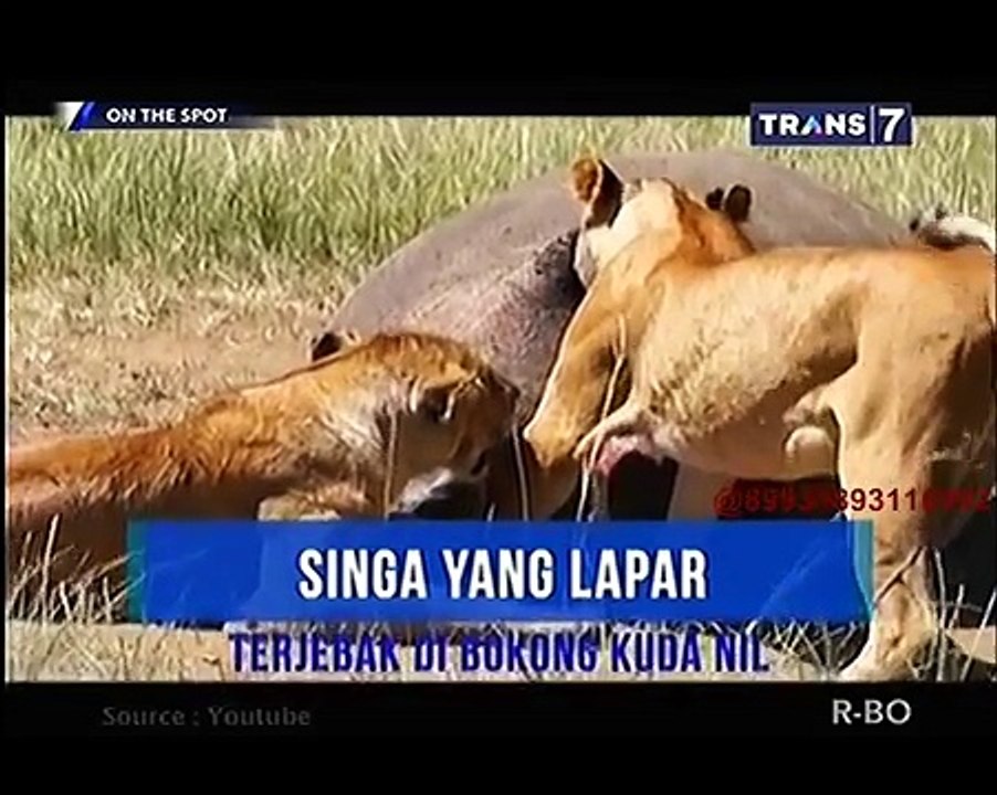 Aksi Lucu Hewan Buas [On The Spot]