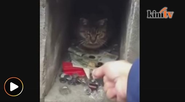 Kucing jaga duit, tak mahu duit dicuri