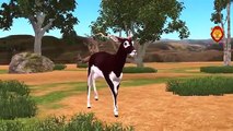Deer Finger Family Songs | Deer Animal Finger Family Nursery Rhymes