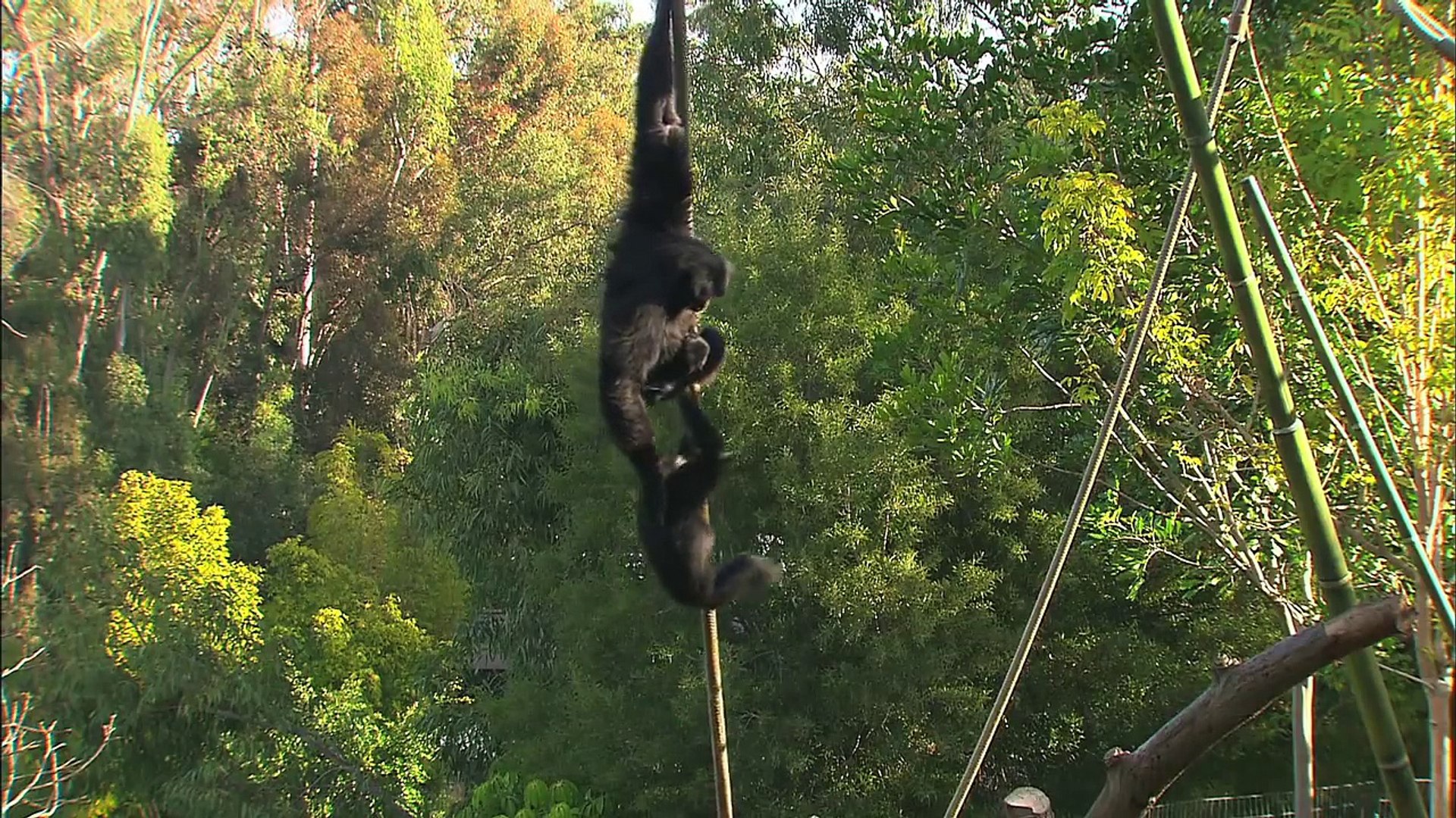San Diego Zoo Kids - Orangutans & Siamangs