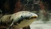 Le plus vieux poisson d'aquarium est mort