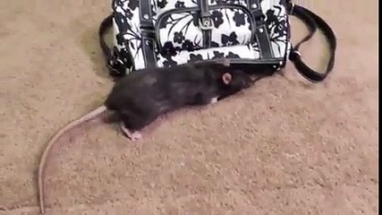 trained rat succeeded in steeling wallet