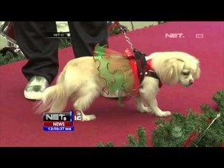 Ratusan Anjing Ikuti Parade Anjing Berkostum Natal di Peru - NET12