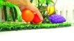 Teaching colors for kids - Learn colors with many fruits toys for children Learning-X26D3_G00kk