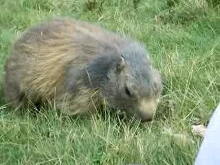 marmotte des saisies (73)