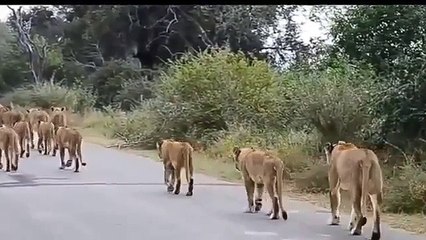 WOW Lion Army A Pride Of 16 Lions SUPER PRIDE