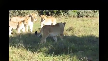 WOW Lizard Intimidates 6 Lions Confused Lions are outsmarted
