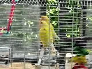Petite bagarre
