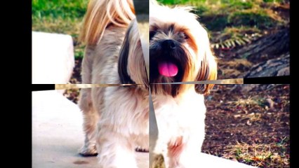 Pam Pampers Pets - (972) 948-4644