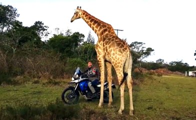 Horny Giraffe Tries To Get It On With Man's Motorcycle