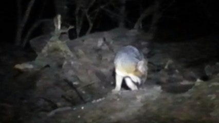 Foxy Encounter at American River Trail 🦊