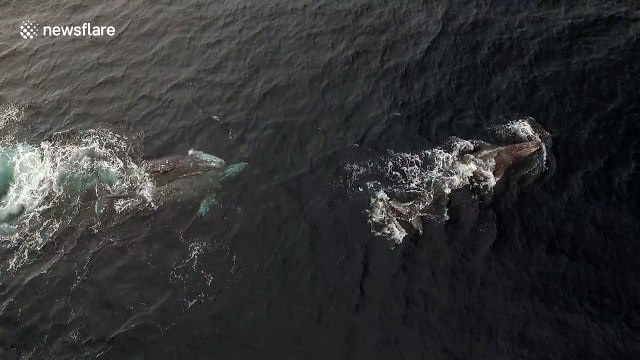 Rare footage of three grey whales mating off the coast of Newport Beach