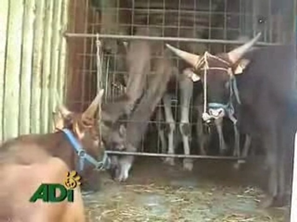 STOP CIRCUS SUFFERING  [part 1of2]