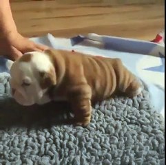 Lazy Puppy Is The Winner Of Today's Internet.