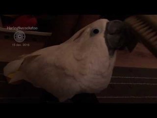 Beautiful Bird Loves to Be Brushed