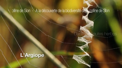 Insectes - Argiope frelon - La faune et la flore de M&M