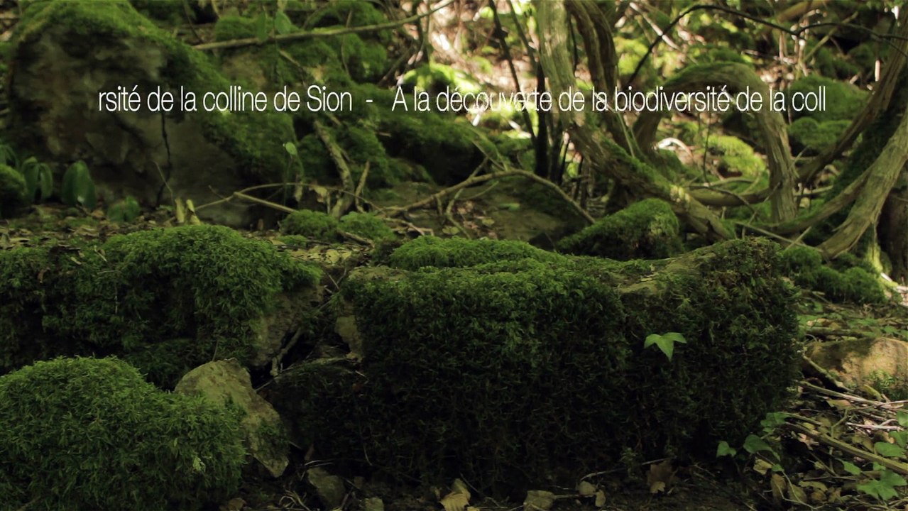 Mammifères - Campagnol roussâtre - La faune et la flore de Meurthe-et-Moselle