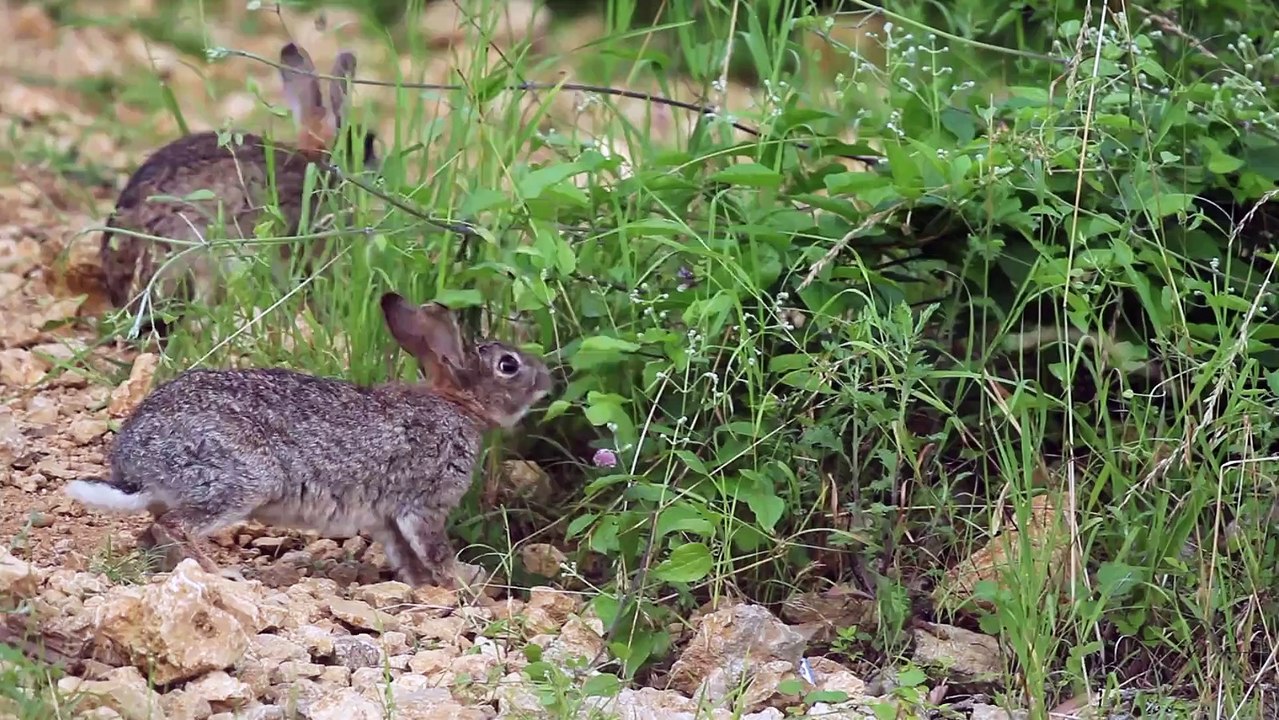 Mammifères - Lapin de garenne - La faune et la flore de M&M