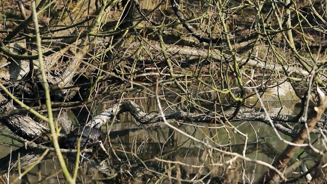 Reptiles - Tortue de Floride - La faune et la flore de M&M