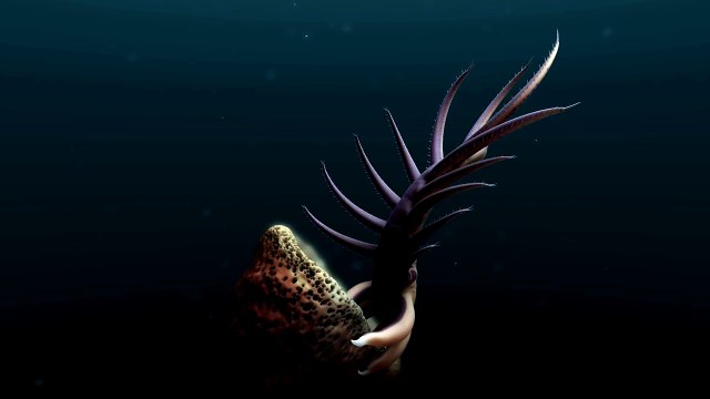 De longues pattes pleines de piquants, ce ver vivait il y a 500 millions d'années, la créature danse pour manger