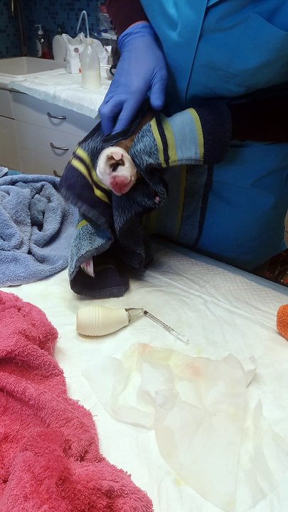 Bébés o Panda le jours de la naissance