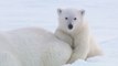 Polar Bear Cubs Are Cute But Deadly