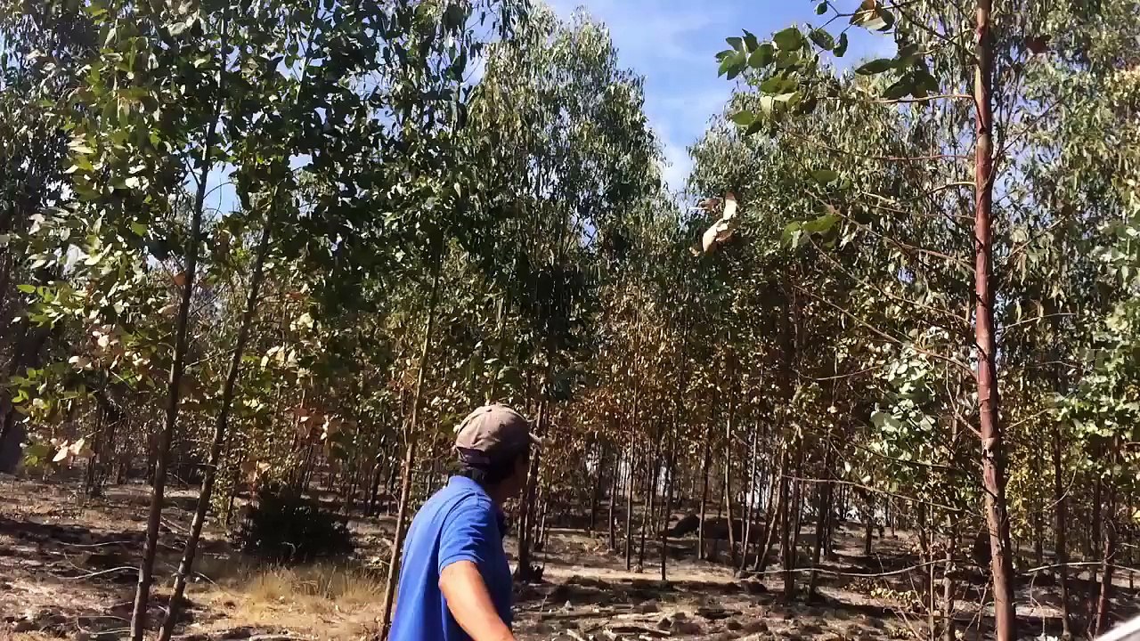 Un Boeing 747 largue des tonnes d'eau dans la forêt et eux sont juste en dessous !