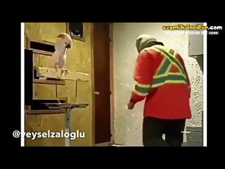 Papağanın Sahibiyle Kavgası - Hollywood Versiyon
