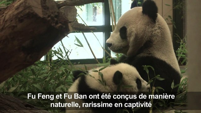 Les pandas jumeaux du zoo de Vienne fêtent leur six mois