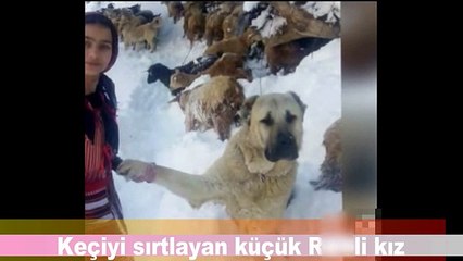 This Girl And Her Dog Just Saved A Mom Goat With Her Baby