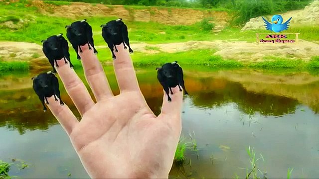 Mega Gummy Color Bear Finger Family Nursery Rhyme For Kids | Buffalo Cartoon Animation Kids Songs