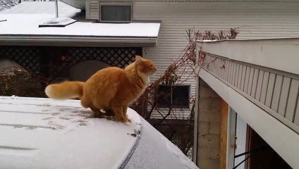 Funny Cat Fails Epic Jump