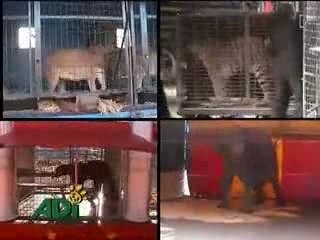 STOP CIRCUS SUFFERING [part 2of2]