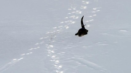 Une loutre de rivière s'amuse à glisser dans la neige