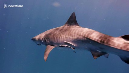 Diver has close encounter with large tiger sharks
