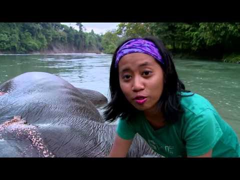 Surga Liburan Tangkahan di Taman Nasional Leuser - NET12