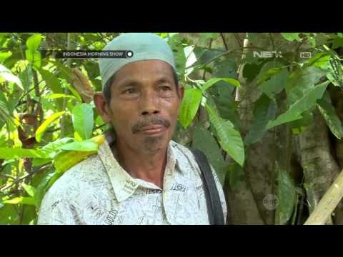 Ikon Mas Febry Keunikan Minyak Sumbawa - IMS