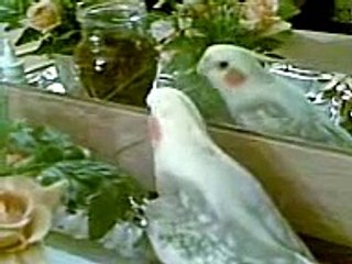 Konusan Sultan Papagani