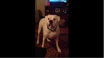 Tired boxer argues with owner about bedtime