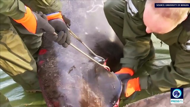 30 sacs plastiques retrouvés dans le corps d'une baleine - Vidéo Dailymotion
